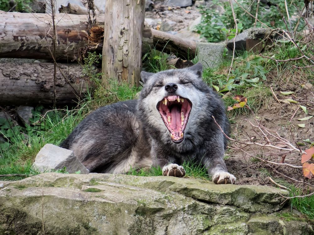 Wolf im Zoo Hannover #2