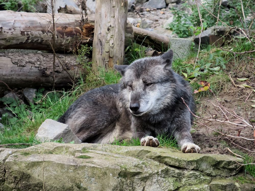 Wolf im Zoo Hannover #3