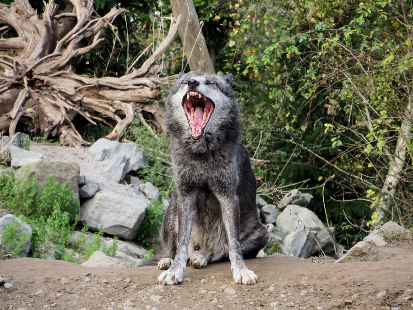 Wolf im Zoo Hannover