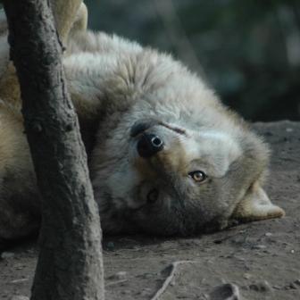 Wolf im Zoo Zürich