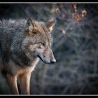 Wolf im Zürcher Zoo