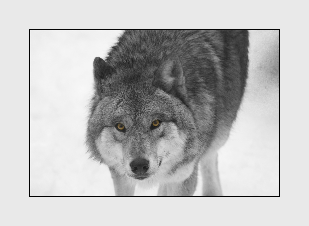 Wolf im zürcher Zoo