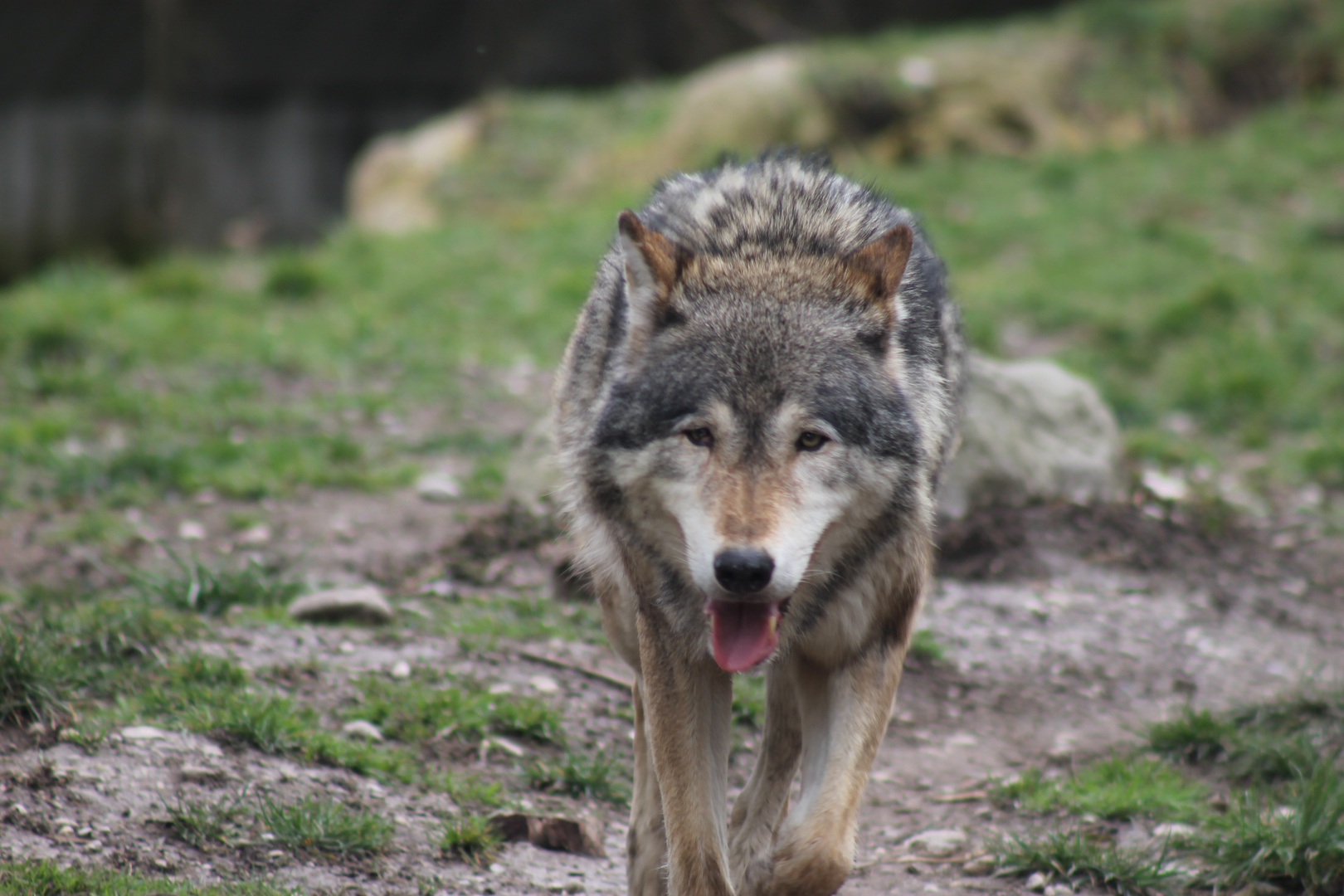 Wolf in Bewegung