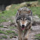 Wolf in Bewegung