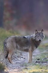 Wolf in Brandenburg