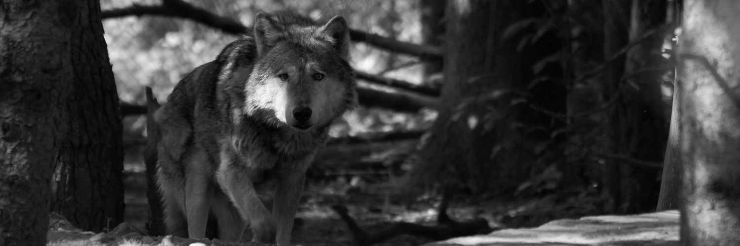 Wolf in B&W