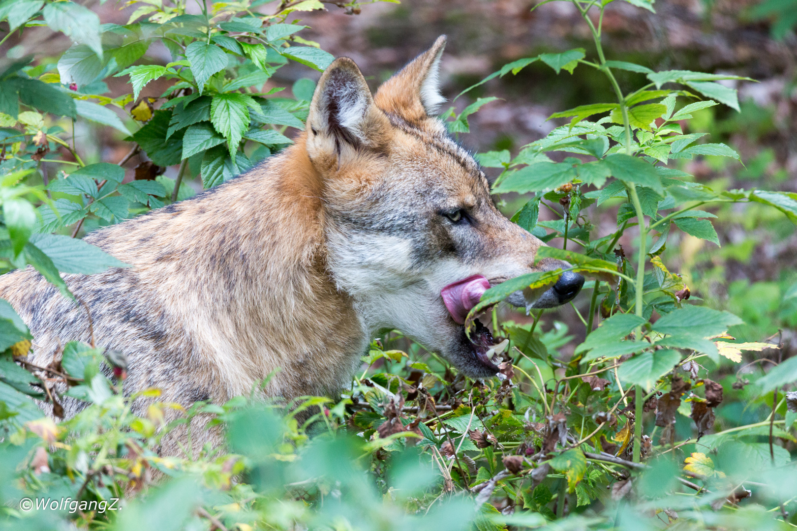 Wolf in den Himbeeren