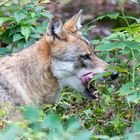 Wolf in den Himbeeren