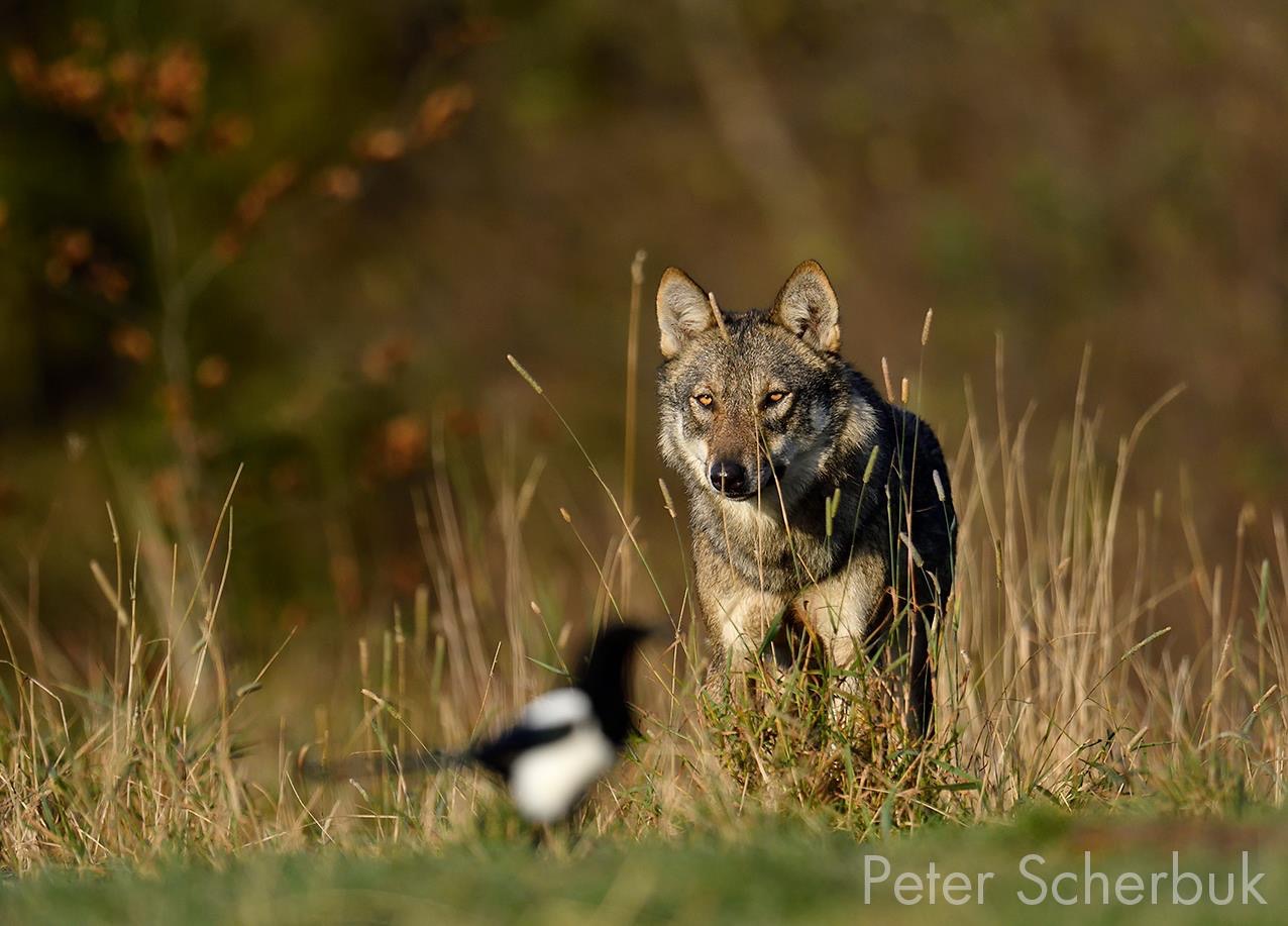 Wolf in den polnischen awaldkarpaten