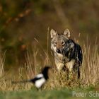 Wolf in den polnischen awaldkarpaten