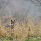 Wolf in den polnischen Waldkarpaten 