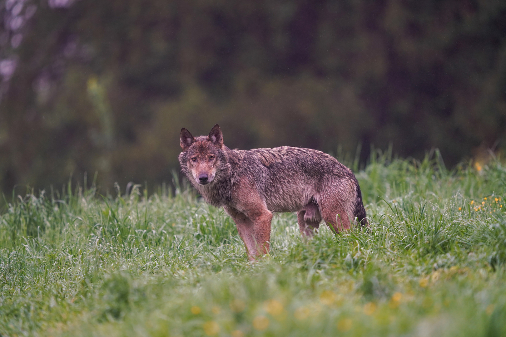 Wolf in den Waldkarpaten 