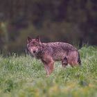 Wolf in den Waldkarpaten 