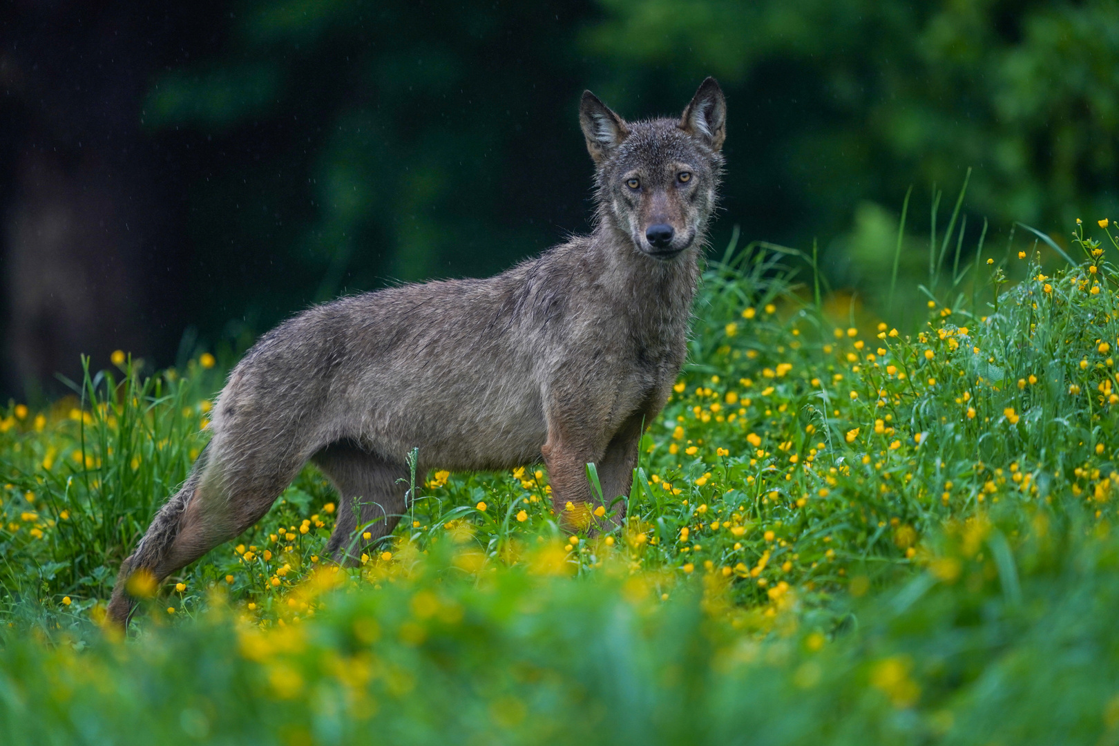 Wolf in den Waldkarpaten