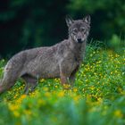 Wolf in den Waldkarpaten