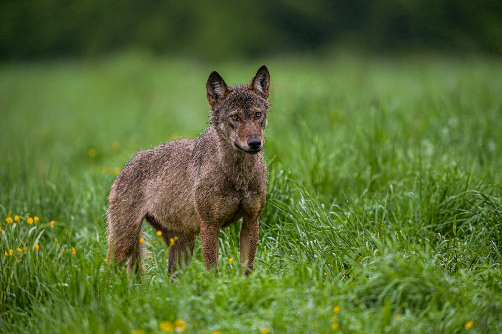 Wolf in den Waldkarpaten