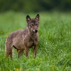 Wolf in den Waldkarpaten