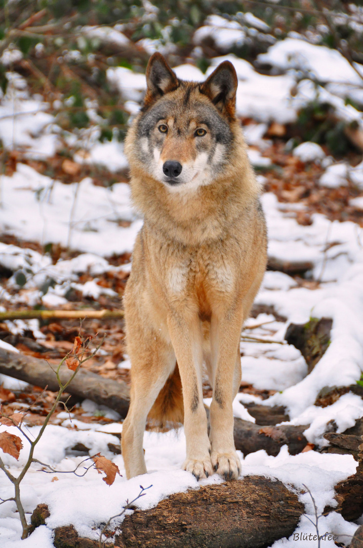 Wolf in der Fasanerie in Wiesbaden