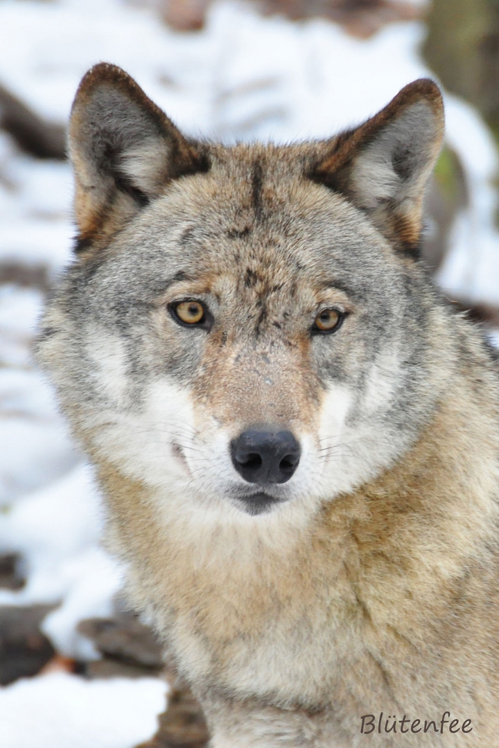 Wolf in der Fasanerie in Wiesbaden