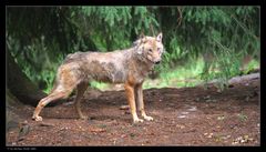 Wolf in der "Mauser"