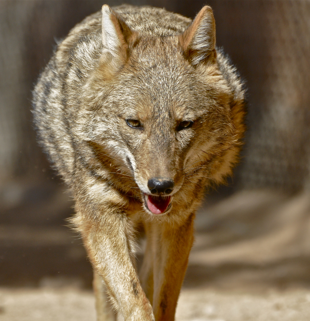 Wolf in der Negevwüste / Nationalpark oberhalb Eilat