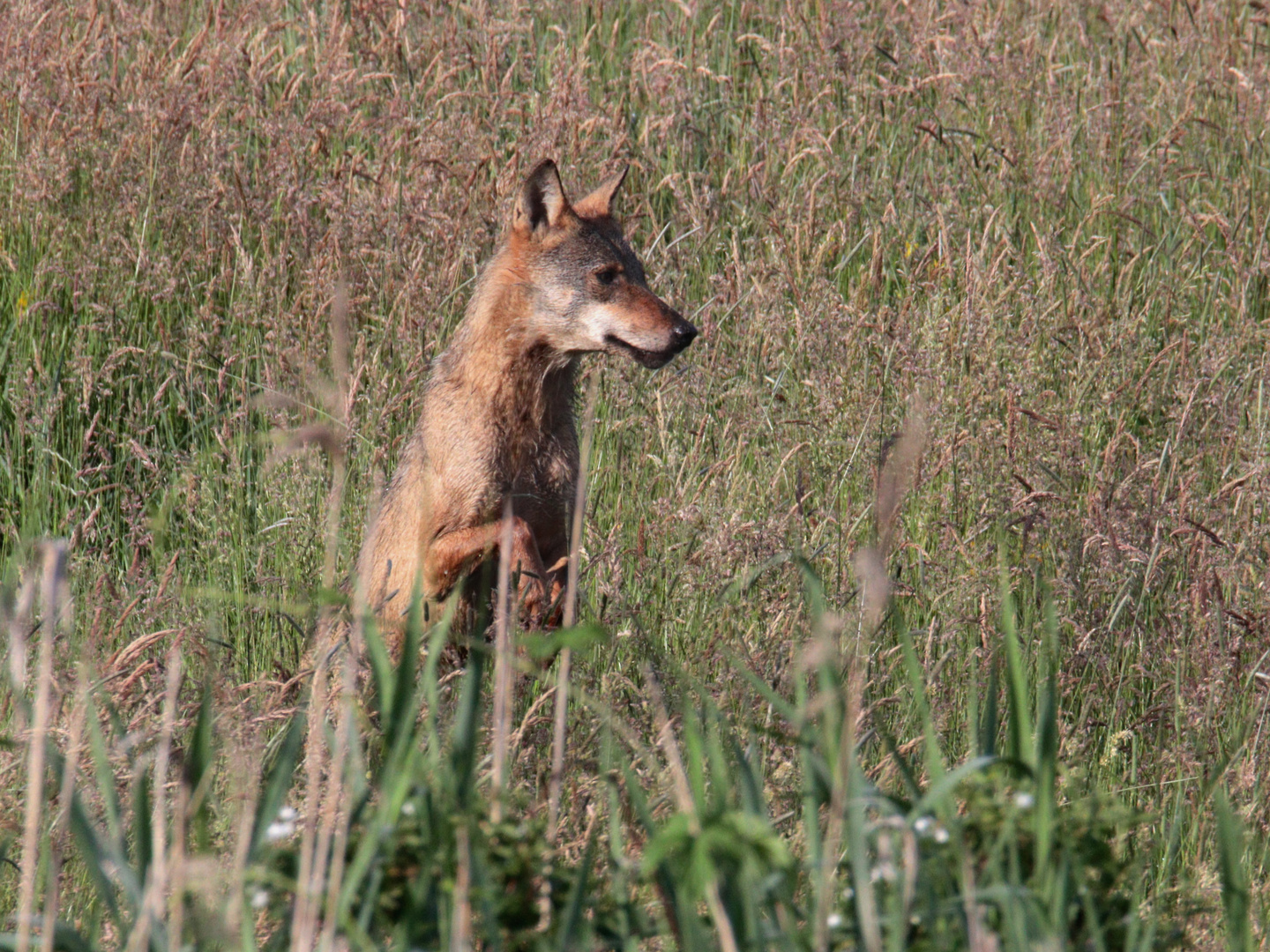 Wolf in der Oberlausitz