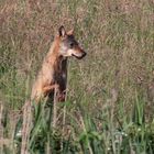 Wolf in der Oberlausitz