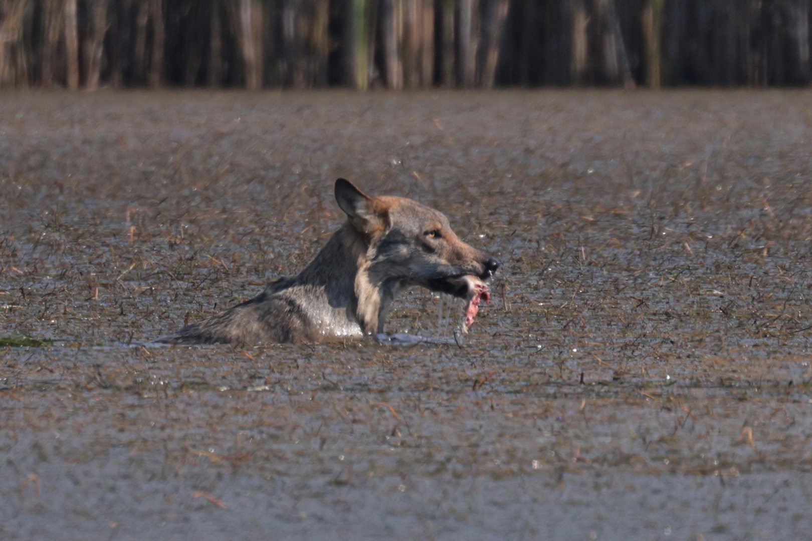 Wolf in der Oberlausitz