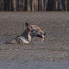 Wolf in der Oberlausitz