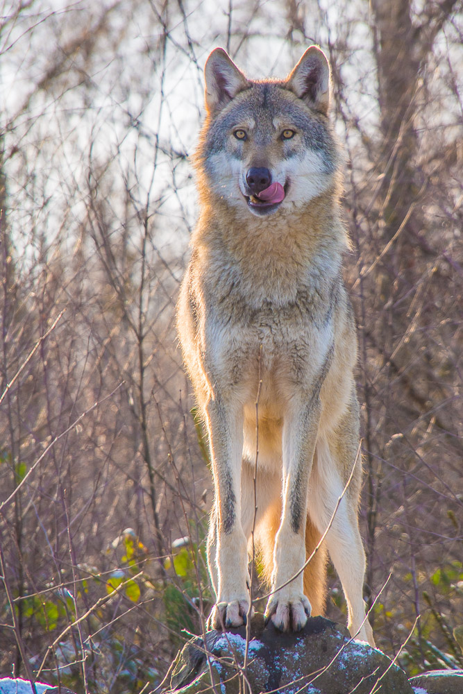 Wolf in der Sonne