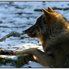 Wolf in der winterlichen Morgensonne - #2