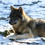 Wolf in der winterlichen Morgensonne