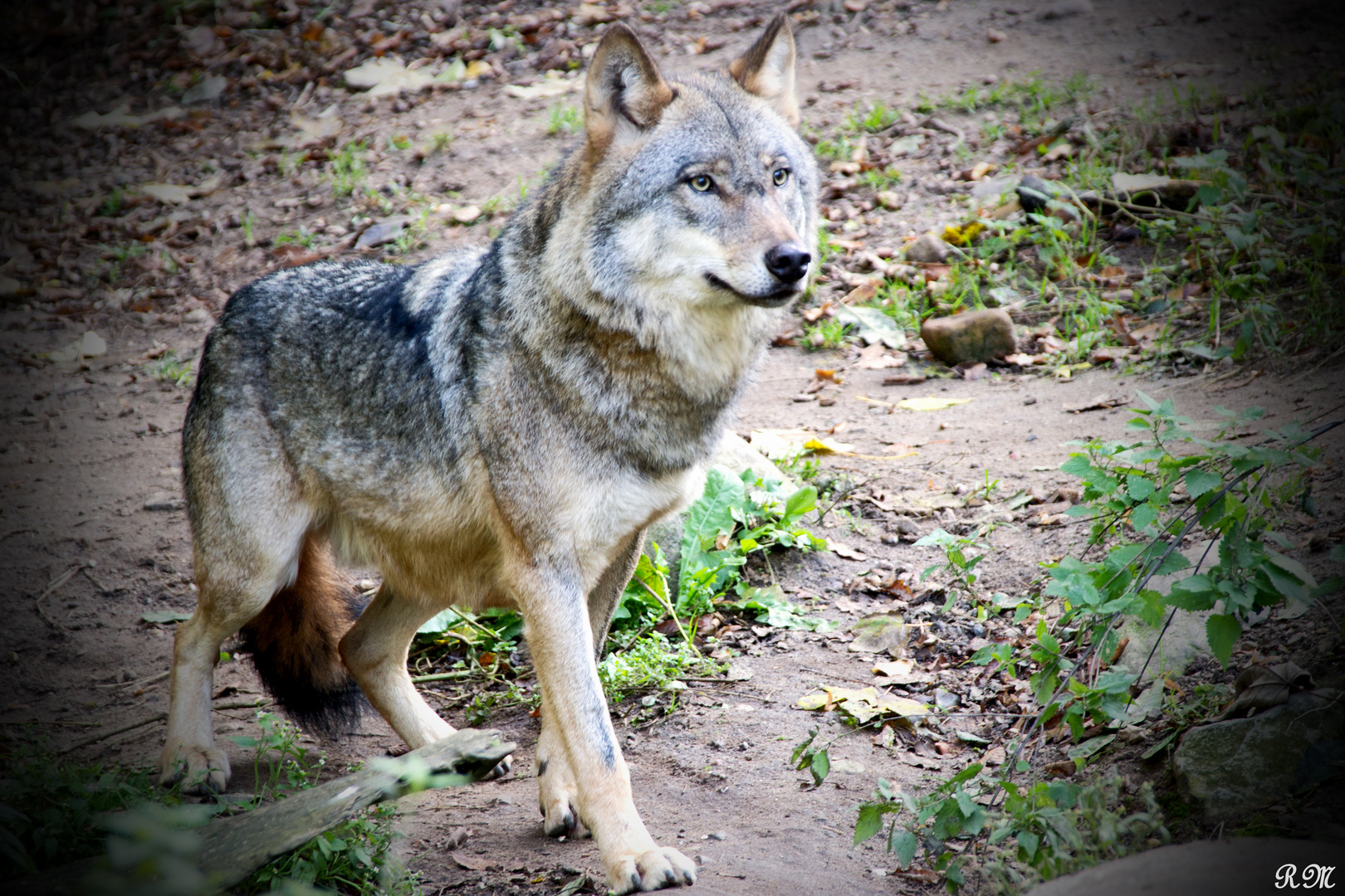 Wolf in Deutschland