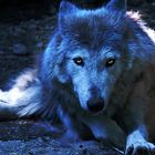 Wolf in Dunkelheit