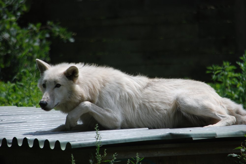 Wolf in Habacht-Stellung