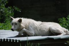 Wolf in Habacht-Stellung