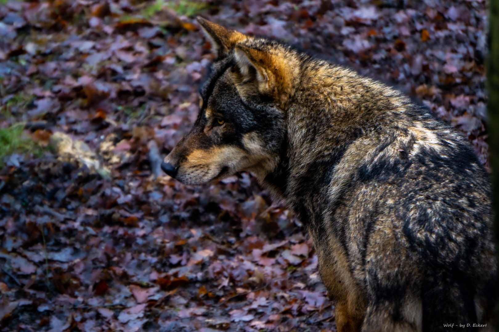 Wolf in Hessen