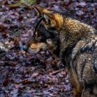 Wolf in Hessen