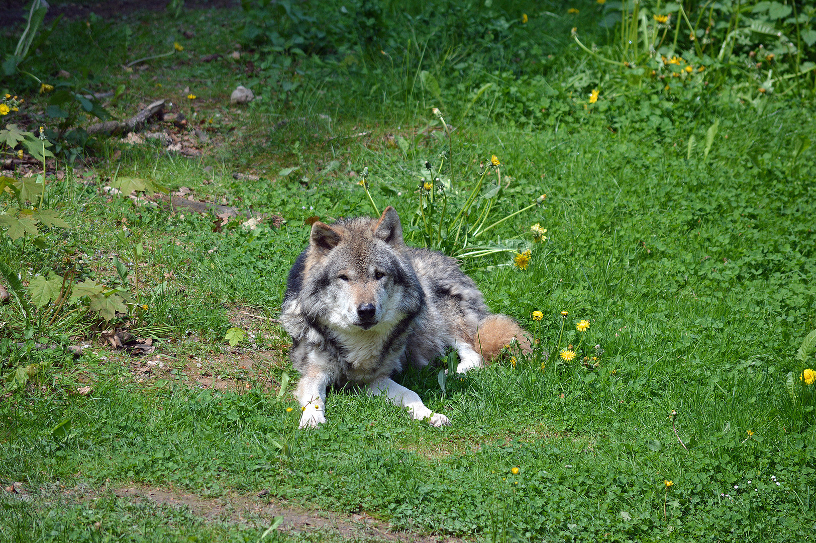 Wolf in Hundshaupten 2