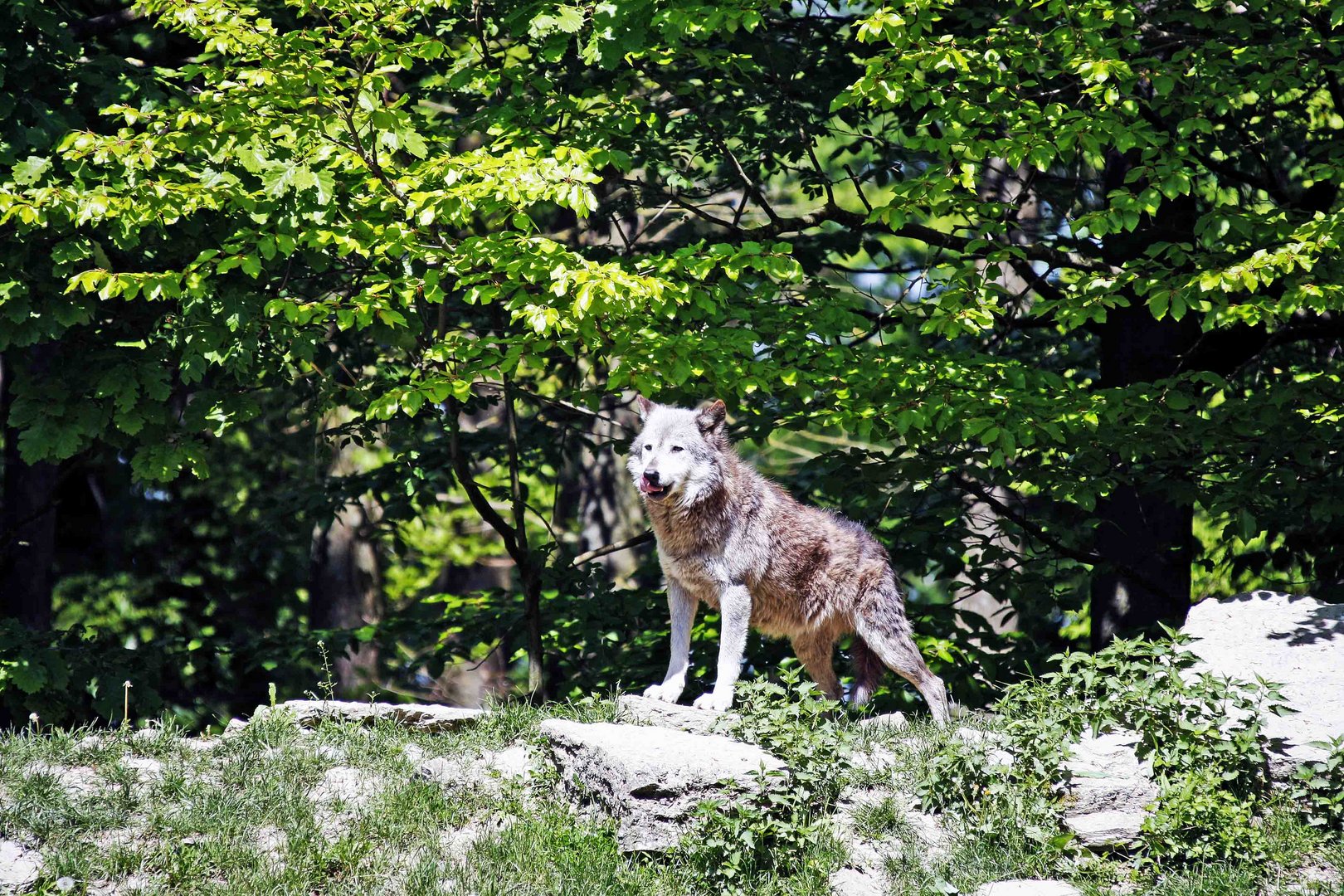 Wolf in Lauerstellung im Wildpark Bad Mergentheim