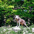 Wolf in Lauerstellung im Wildpark Bad Mergentheim