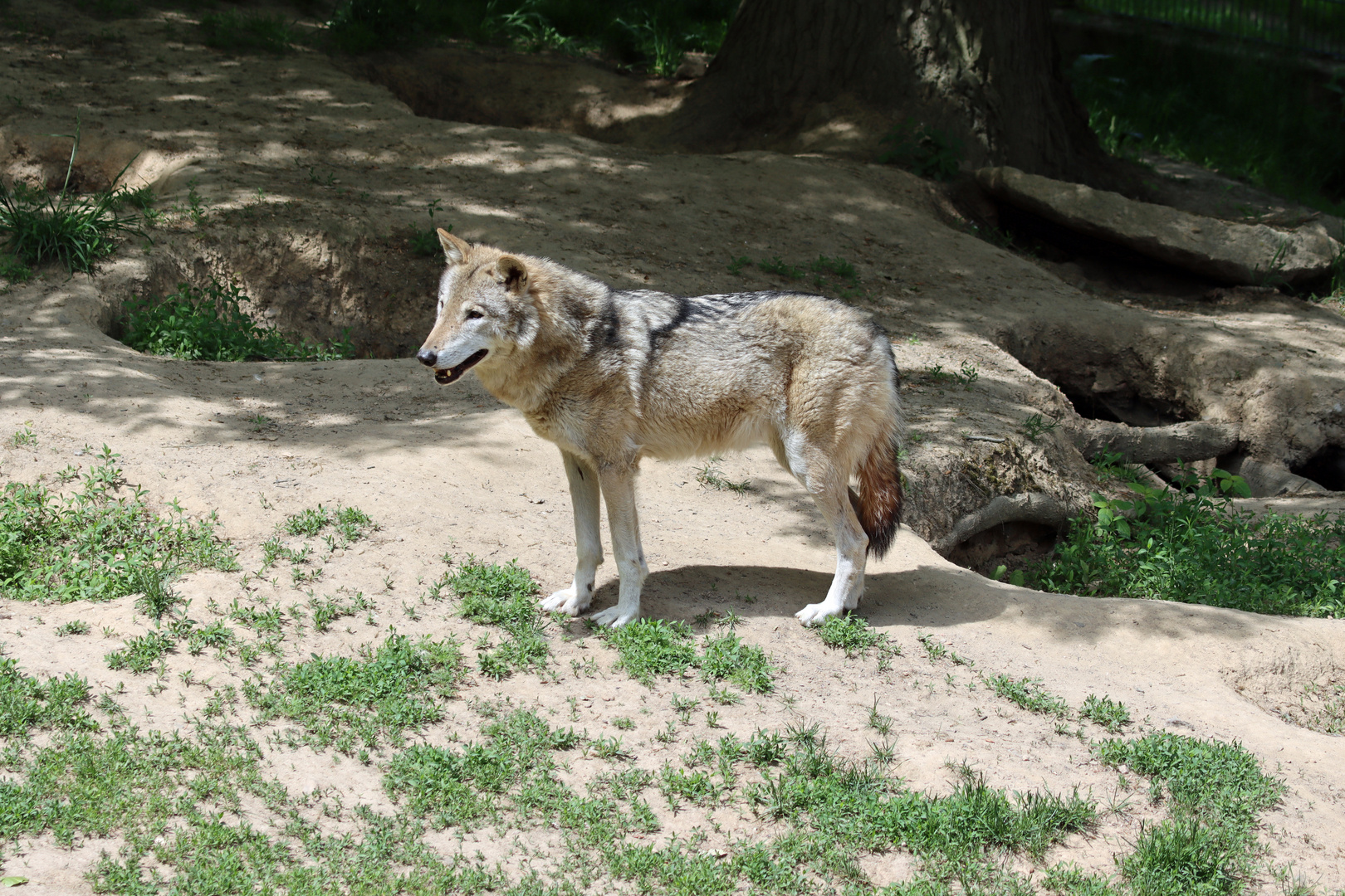 Wolf in Sachsen