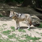 Wolf in Sachsen