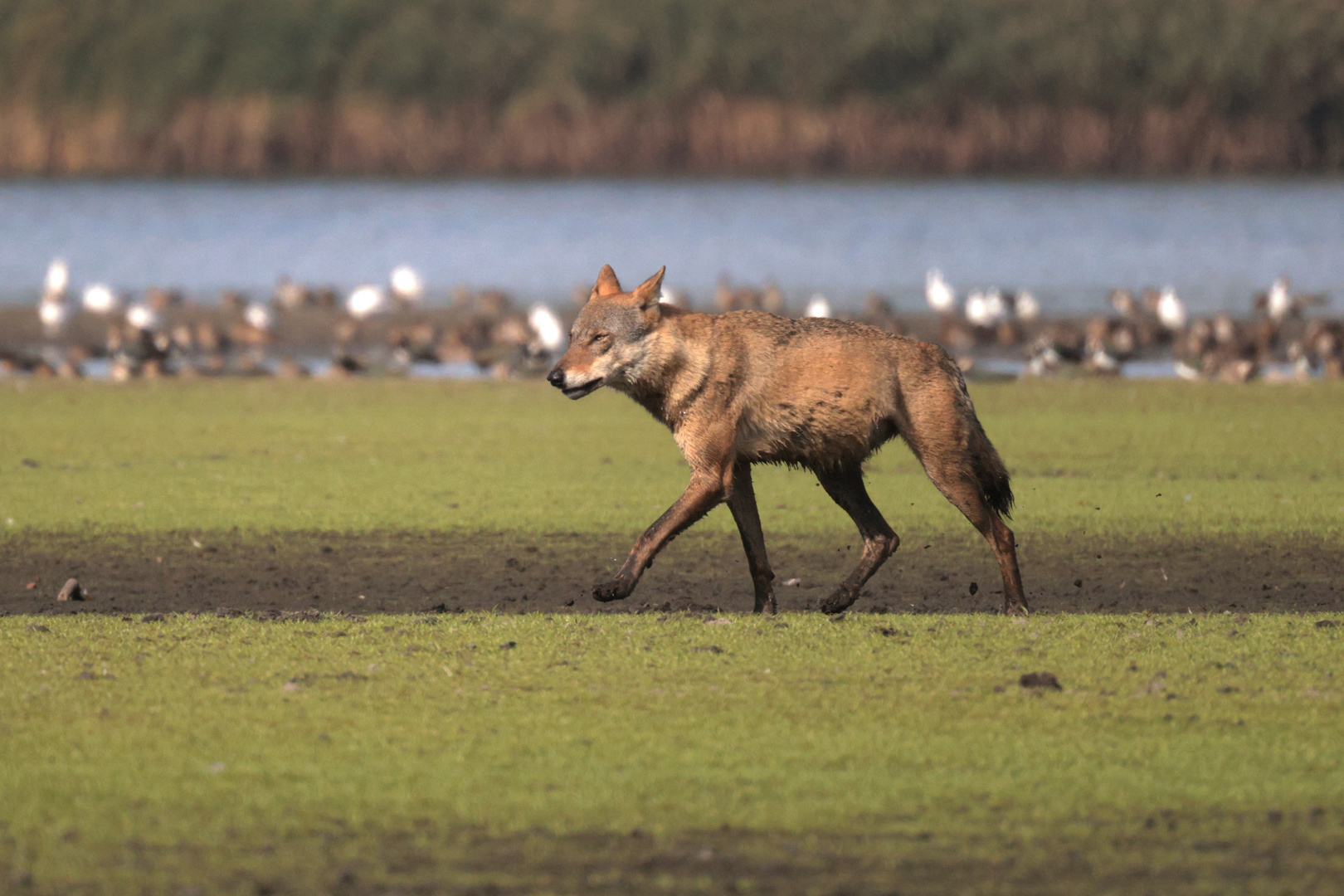 Wolf in Sachsen