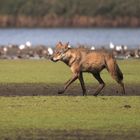 Wolf in Sachsen