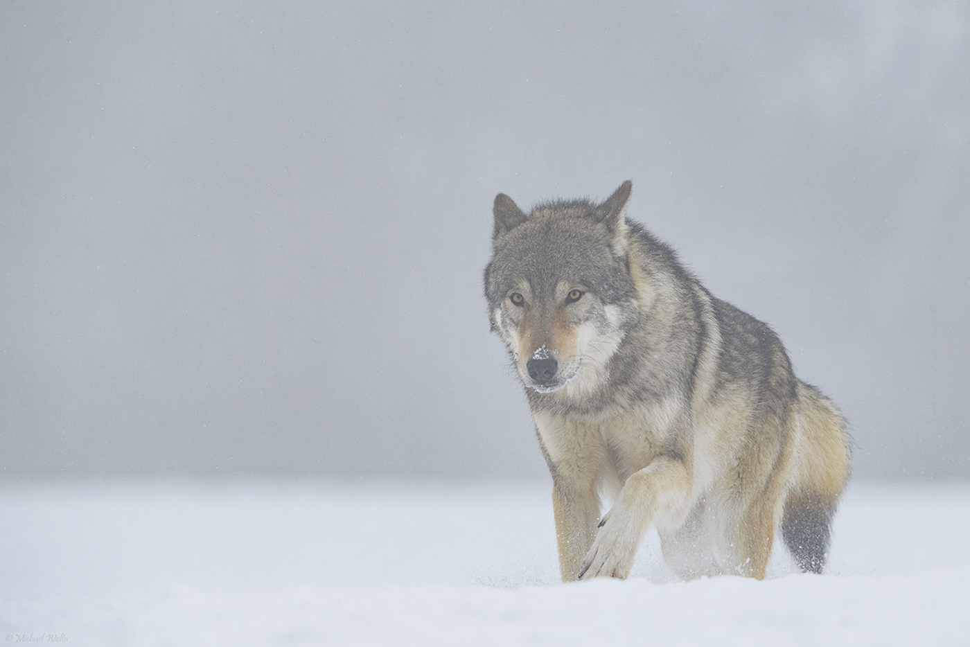 Wolf in Schnee und Nebel