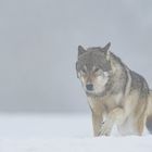 Wolf in Schnee und Nebel