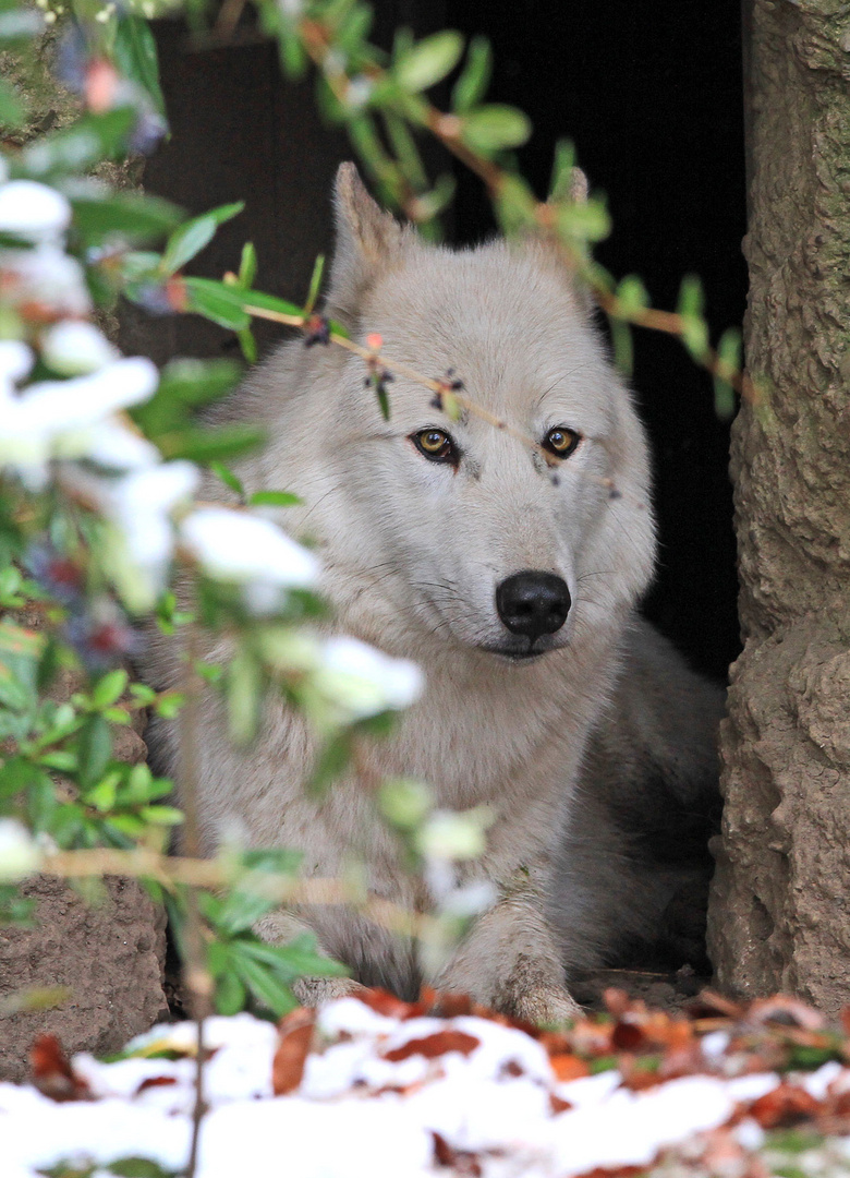 Wolf in seiner Höhle