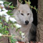 Wolf in seiner Höhle