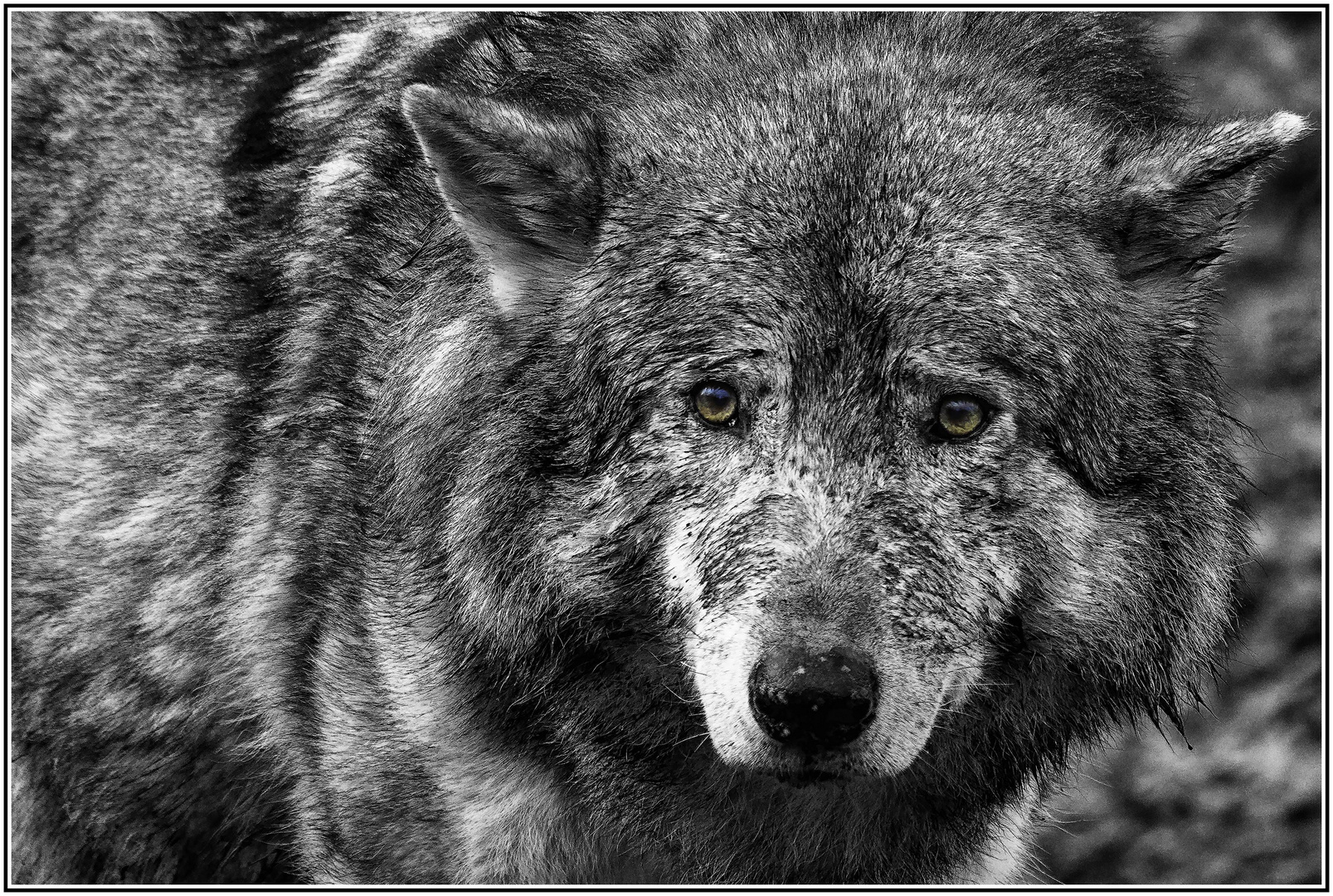 Wolf in S/W